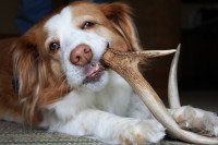 Chien qui mord un grand bois de cerf 