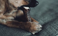 Chien mordant un bois de cerf sur un divan