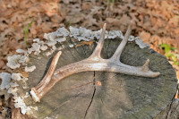 Bois de cerf sur un tronc d'arbre