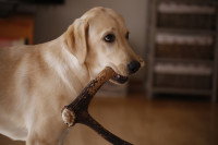 Labrador tenant un bois de cerf dans sa gueule