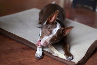 Chien mordant un bois de cerf sur le tapis