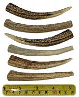 Différents bois de cerf de la même taille