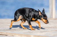 Un petit chien nerveux sur un ponton