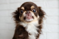 Un Chihuahua agressif montre les crocs