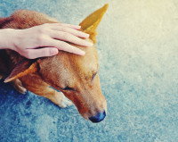 Protéger et s’occuper de son chien aveugle