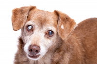 L’adaptation du chien aveugle à son handicap