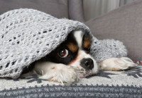 Un chien qui a froid se réfugie sous une couverture