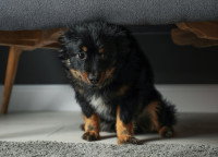 Un chiot apeuré se cache sous le lit