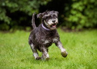 Un vieux chien à l'air heureux court dans un jardin