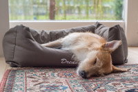 Un chien fatigué dort dans son panier