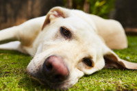Un chien Labrador fatigué allongé dans l'herbe