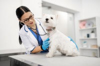 Une jeune vétérinaire examine un petit chien blanc