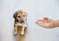 Un homme donne un médicament à son chiot
