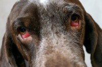 Un chien avec les yeux rouges à cause d'une conjonctivite