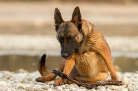 Un chien de type Berger Allemand en train de tousser