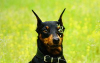 Un chien Dobermann assis dans un champ avec une herbe devant l'oeil