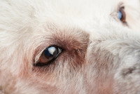 Vue proche des yeux d'un chien
