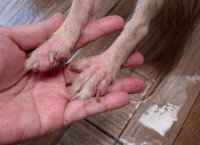 Pattes avant d'un chien atteint de démodécie