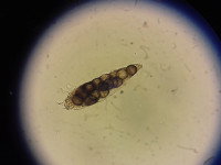 Demodex Canis vu au microscope