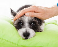 Un chien fatigué allongé sur un coussin, avec sa maîtresse qui lui fait une caresse