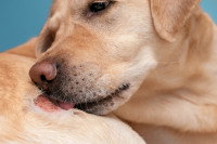 Un Labrador se lèche une plaie au niveau de la patte arrière