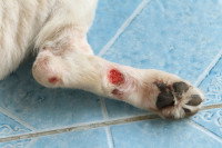 Une patte de chien avec une plaie à vif