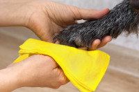 Une femme nettoie la patte d'un chien avec une serviette