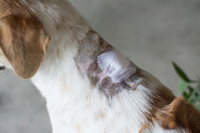Un chien avec un gros pansement à la base du cou