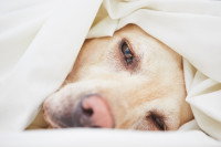 Un chien malade est couché sous une couverture