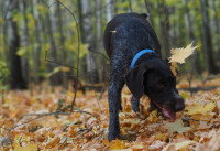 Un chien de chasse noir marche dans une forêt en automne