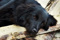 Un chien noir malade est couché sur un banc