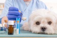 Un vétérinaire choisit un médicament pour un petit chien malade