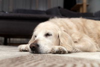 Un chien malade couché sur le sol du salon