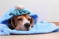 Un chien malade avec une bouillotte sur la tête