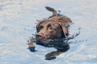 Un Labrador noir en train de se baigner dans l'eau