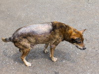 Chien atteint de leishmaniose perdant ses poils sur le dos