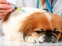 Chien traité pour la leishmaniose du chien