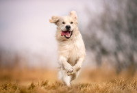 Un beau chien en bonne santé court dans un champ