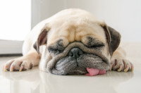 Un chien fatigué dort sur le sol