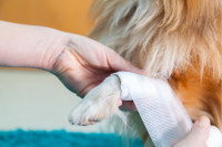 Une personne fait un bandage à un chien blessé à la patte