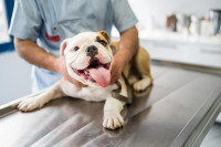 Un chien en visite chez le vétérinaire
