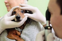 Un naturopathe animalier examine un chien