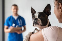 Une femme et son chien en consultation chez le vétérinaire