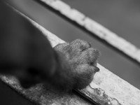 Les pododermatites infectieuses du chien