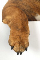 Les pododermatites allergiques chez le chien