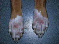 Les génodermatoses du chien