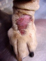 Les pododermatites d'origine comportementale chez le chien