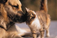 Le silicium chez le chien et le chat