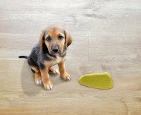 Un chiot a fait pipi jaune sur le parquet