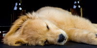 Un chien fait un coma éthylique sur un fond noir